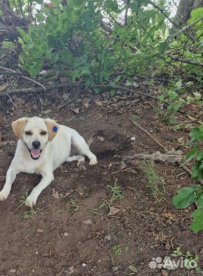 Пес в добрые руки