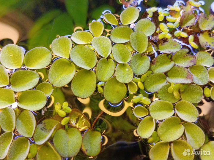 Сальвиния классическая из старой коллекции