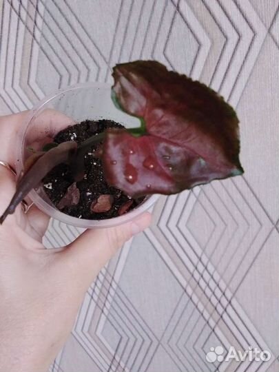 Сингониум Клубничный лед,Эпипремнумы