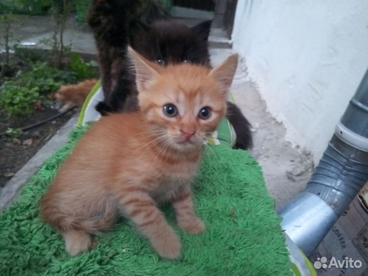 В добрые руки