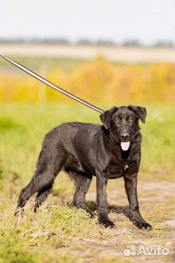 Собака стерилизованная в добрые руки