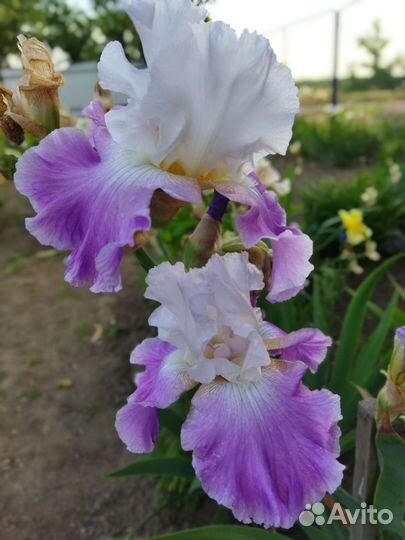 Ирис,ромашка