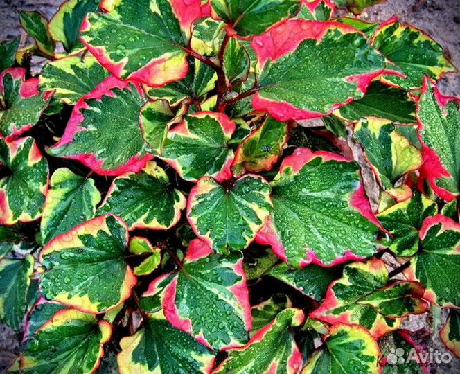 Многолетние растения для сада