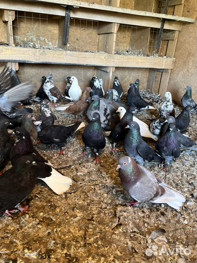 Голуби донецкие и другие