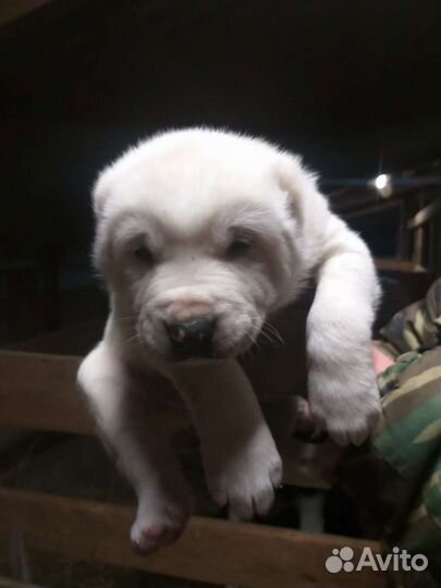 Щенки алабая