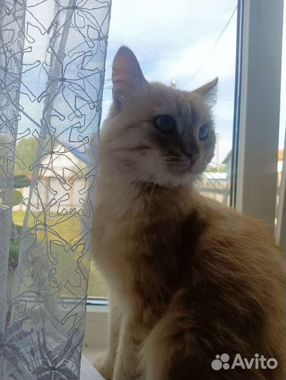 В добрые руки