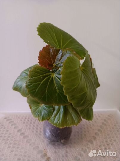 Домашние растения