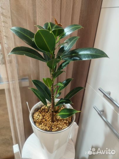 Фикус найроби