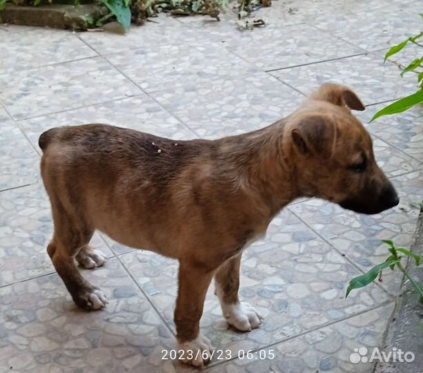 Собака в добрые руки щенок мальчик