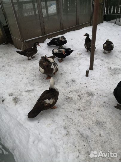 Мускусные утки