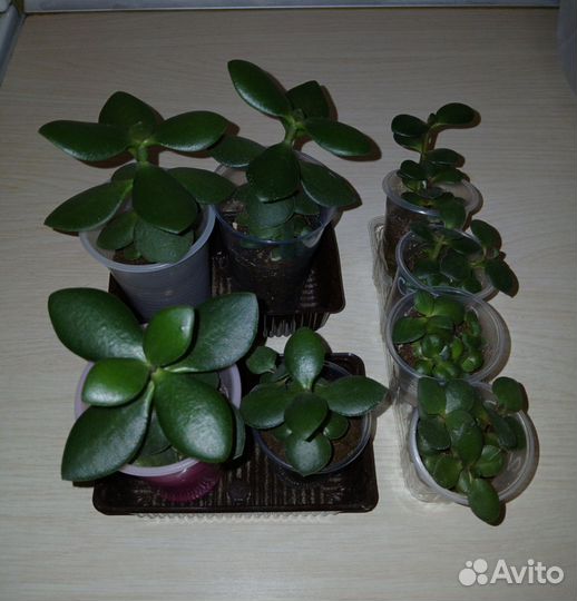 Толстянка, денежное дерево