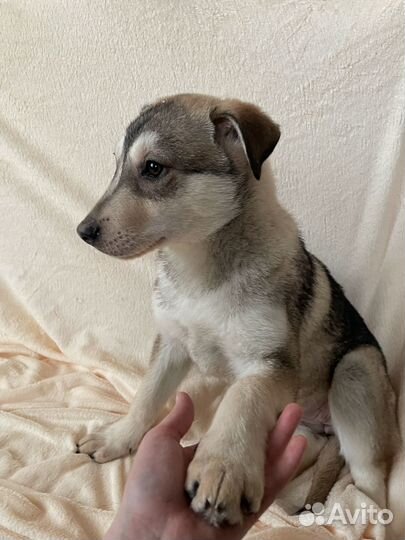 Щенок метис хаски девочка