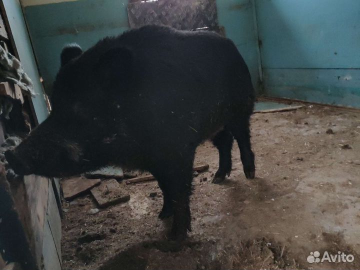 Дикий кабан