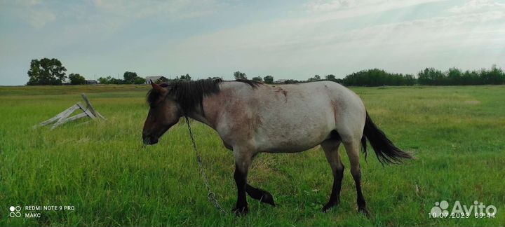 Продам кобылу