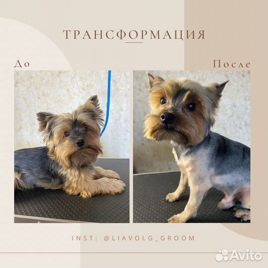 Груминг. Стрижка собак