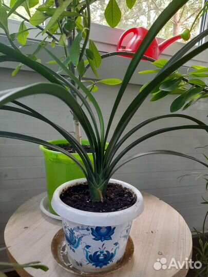 Цветок Кливия