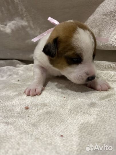 Щенки джек рассел терьер