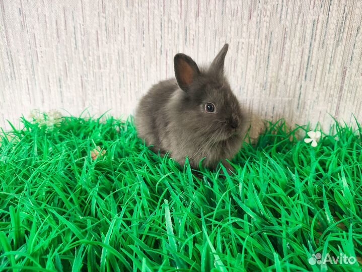 Карликовый кролик