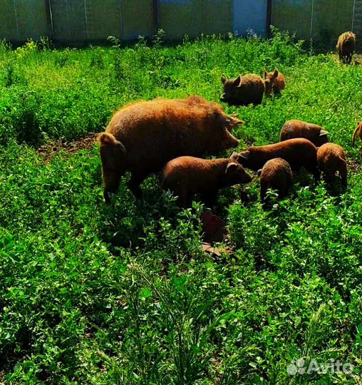 Венгерская мангалица