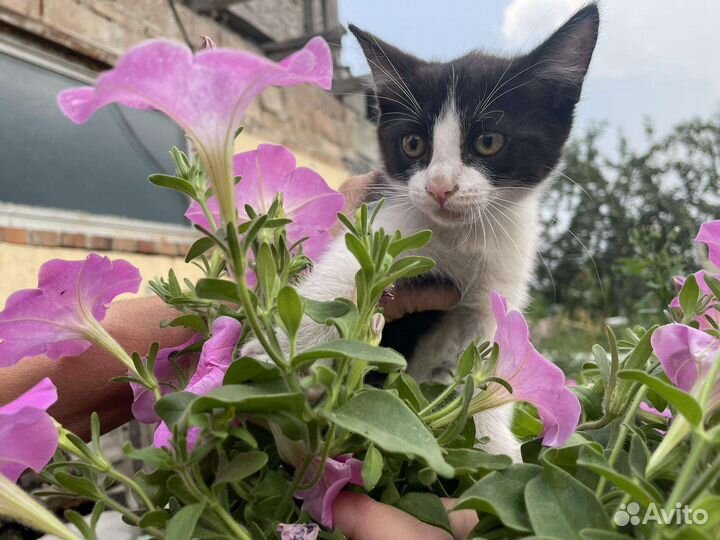 Котенок бесплатно