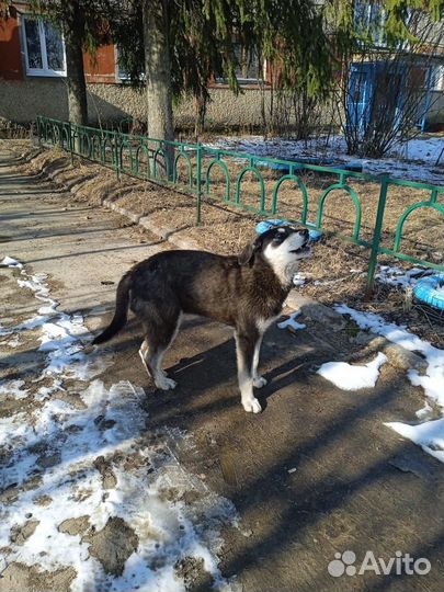 Собака в добрые руки