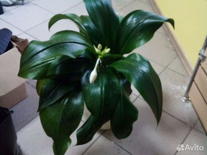 Лилия.колонхоэ.Дроцена