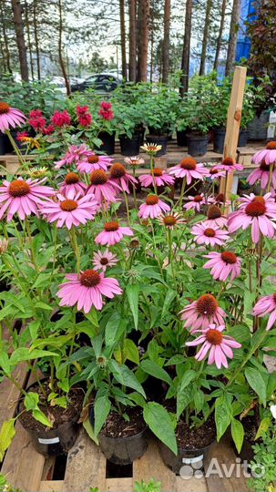 Многолетние растения для сада