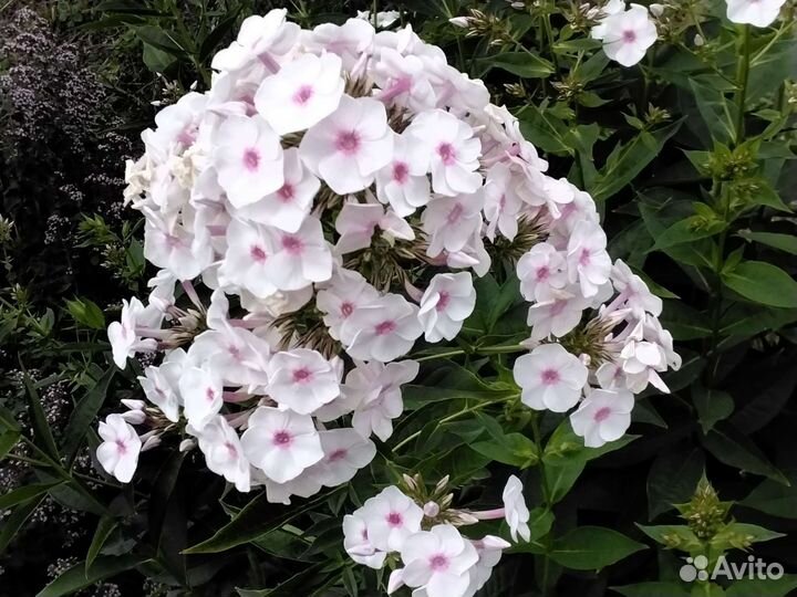 Садовые цветы