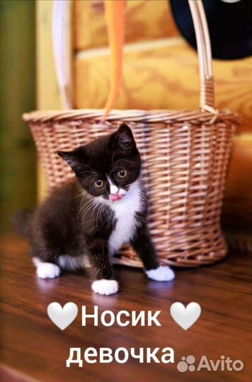 Котенок-спасеныш в добрые ручки