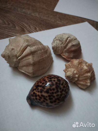 Раковины морские 4 шт