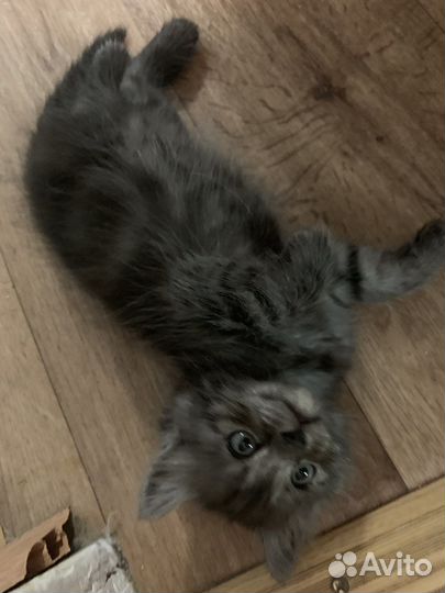 Отдам котят в хорошие руки