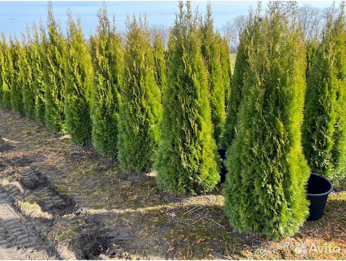 Туя 160 см