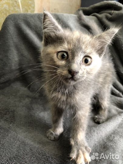 Котята голубая