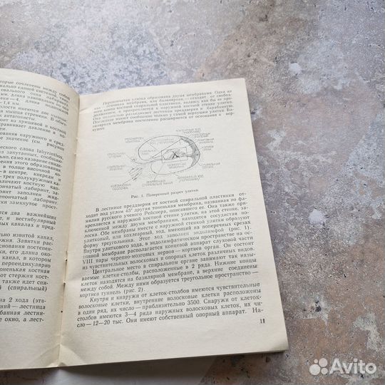 Профилактика вредного влияния шума на слух. Аничин