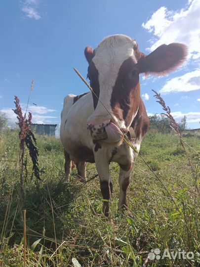 Домашнее молоко от Айрширской коровки с доставкой