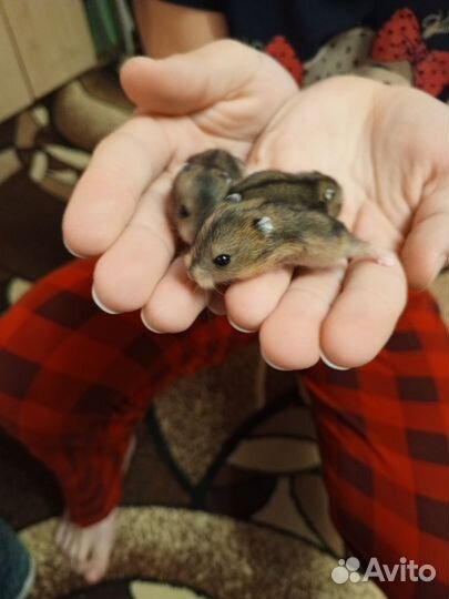 Хомяки маленькие джунгарики