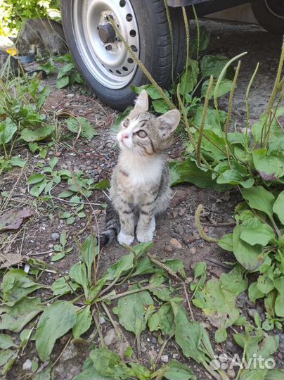 Трёхлапая кошечка