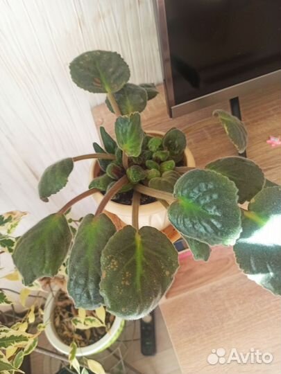 Розовая фиалка