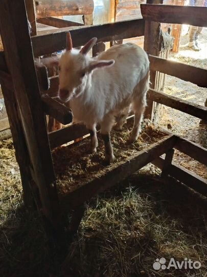 Продам козлят