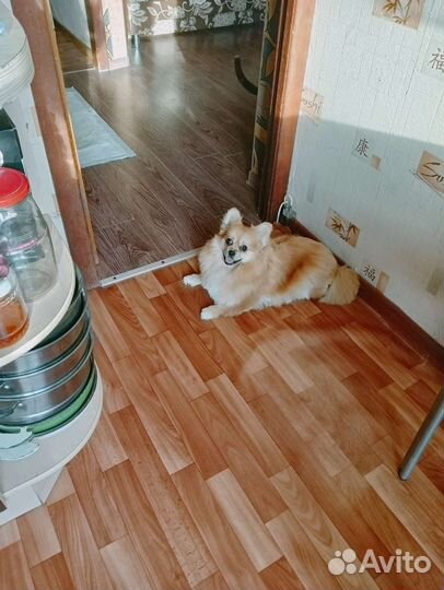 Шпиц вязка девочка