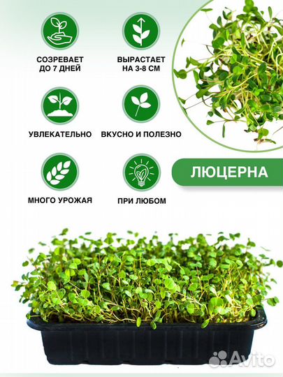 Набор для выращивания микрозелени