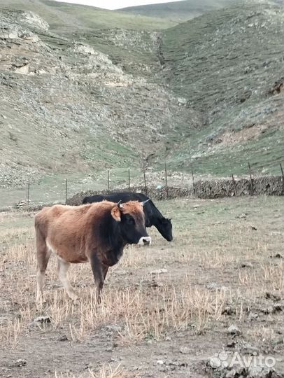 Телки 3 года