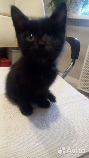 Одноглазый, но от этого не менее очаровательный