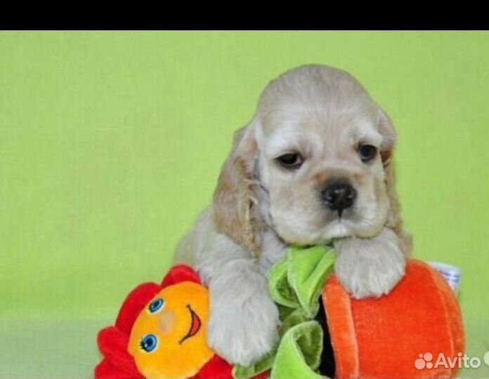 Ам. Кокер Спаниель