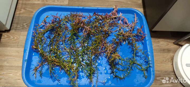 Набор аквариумных растений безвозмездно
