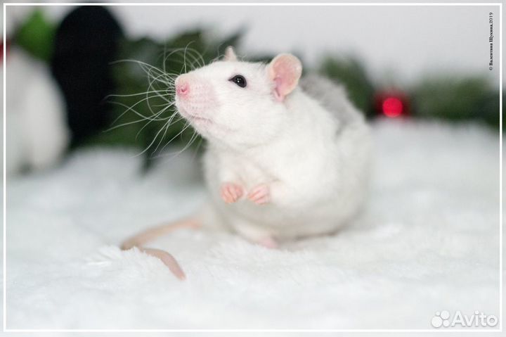 Крысы декоративные