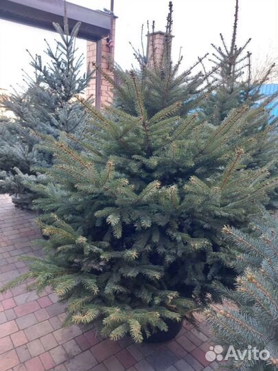 Живая ель