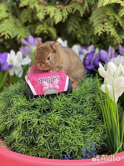 Царские кролики