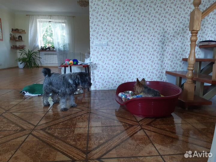 Зоогостиница DogHome63