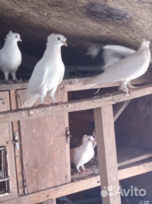 Голуби